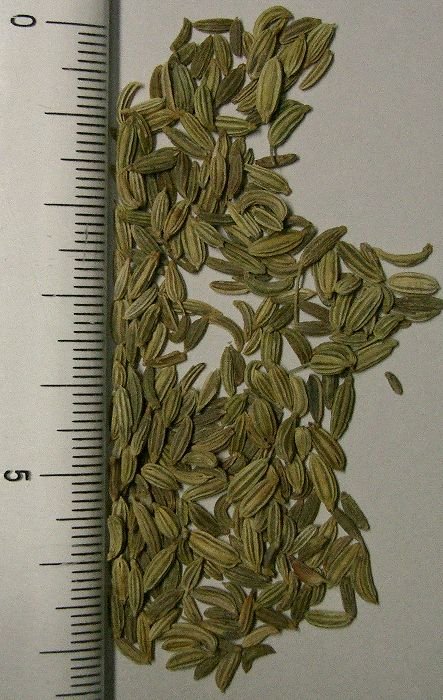 Fennel Seeds Exporters, Wholesaler & Manufacturer | Globaltradeplaza.com