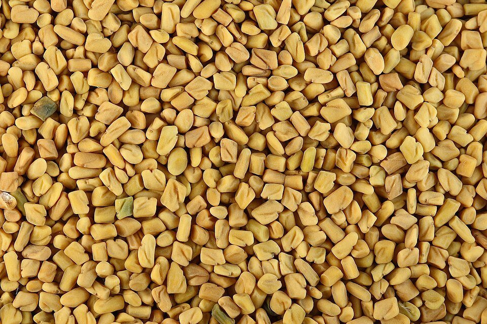 Fenugreek Seeds Exporters, Wholesaler & Manufacturer | Globaltradeplaza.com