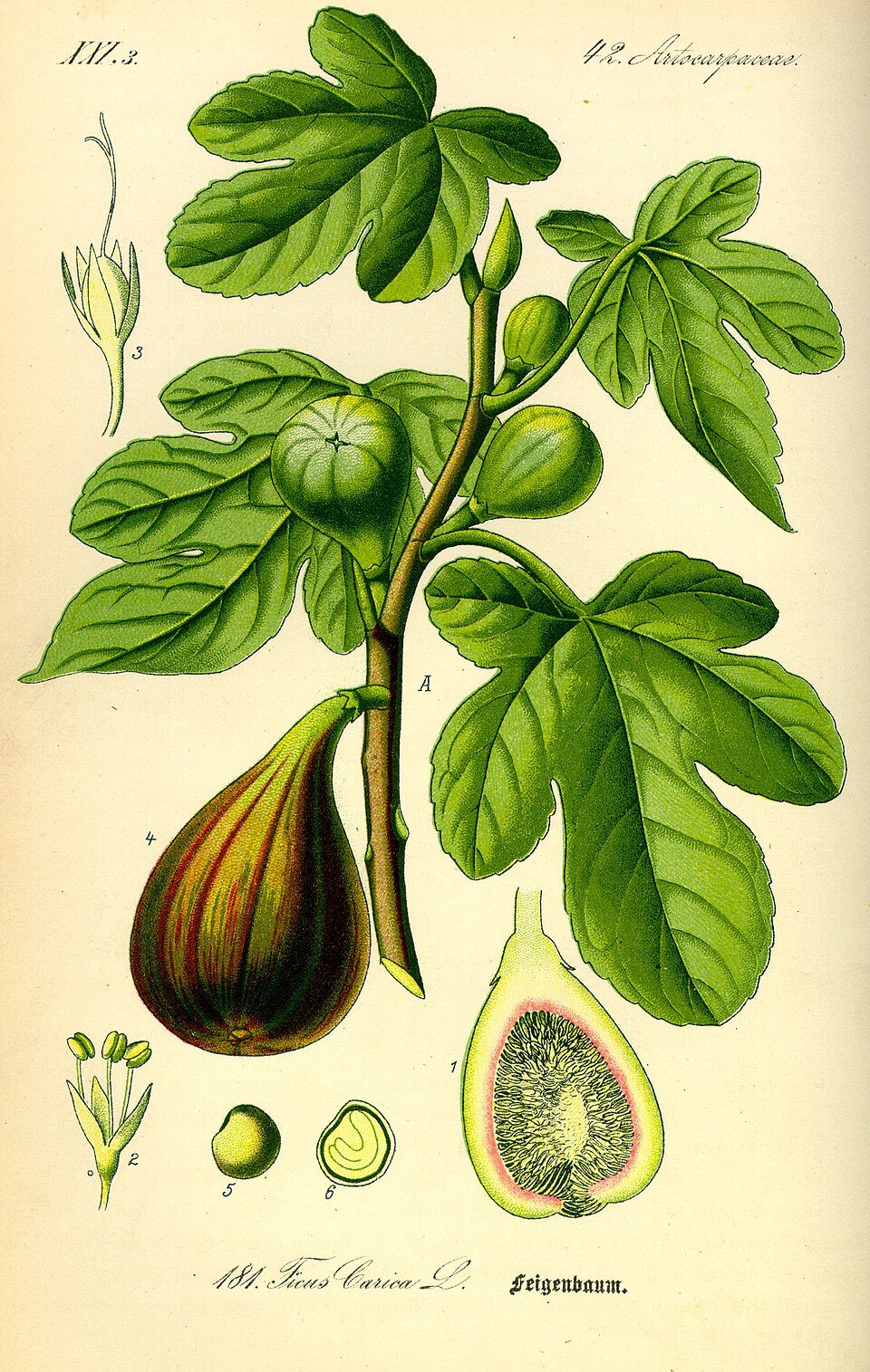 resources of Injeer (Figs) Ka Halwa exporters