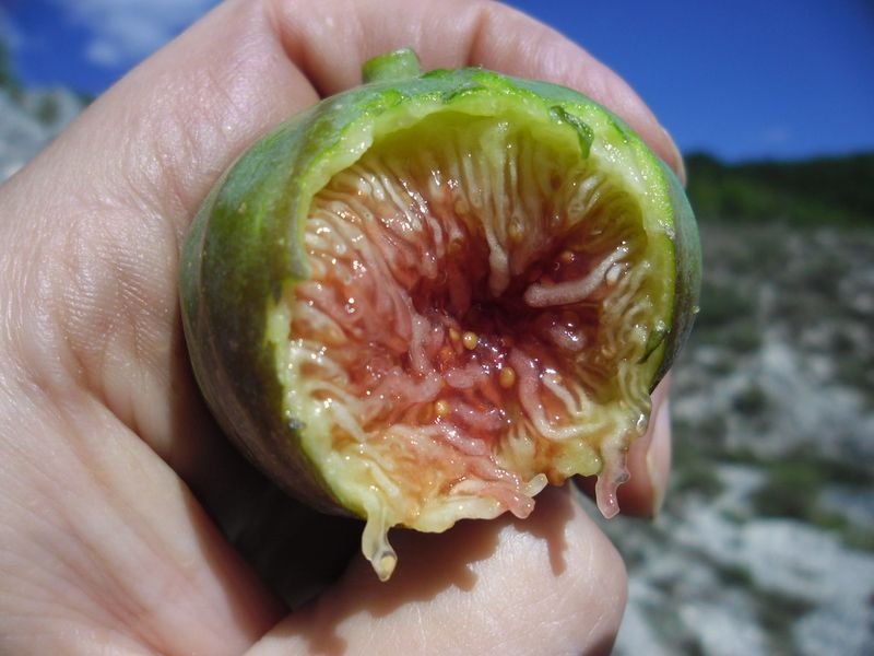 resources of Dried Fig in cheap price exporters