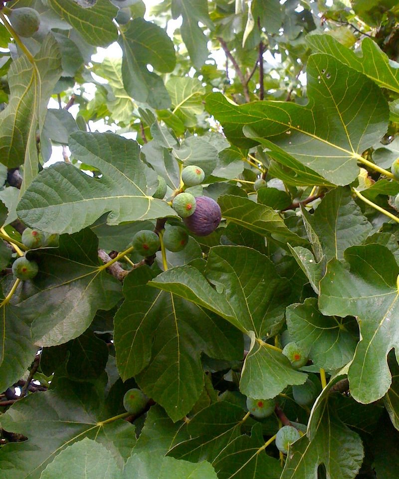 resources of Ambarella/ Indian Plum exporters