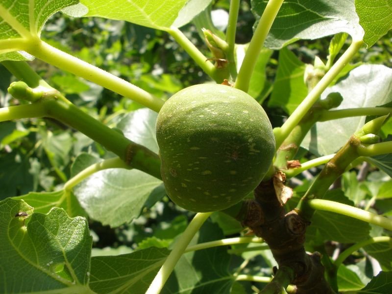 resources of Bergamot Pure Essential Oil exporters