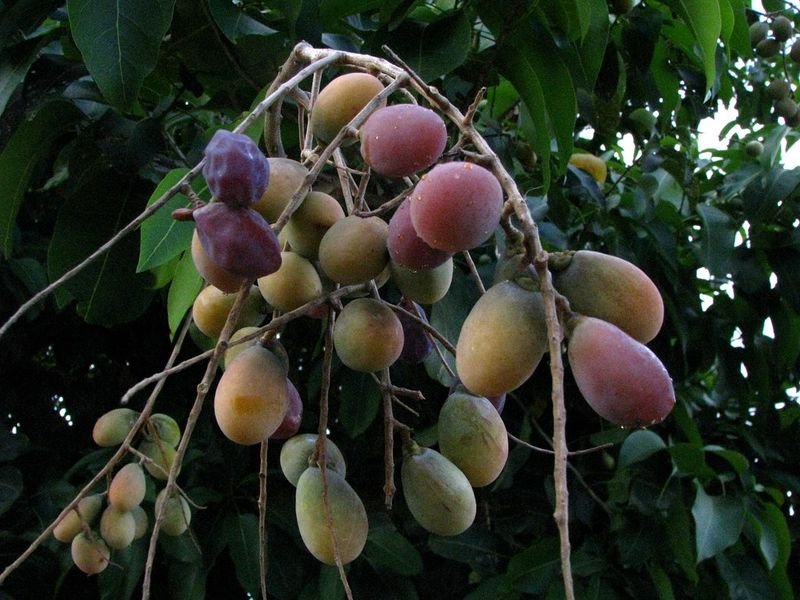 resources of Cluster Fig Seeds ( Ficus Racemosa) exporters