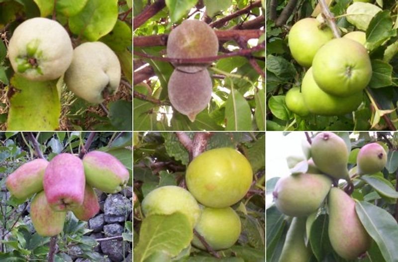 resources of Mangosteen exporters