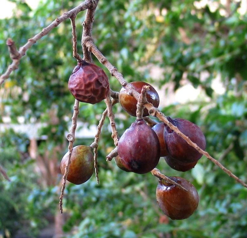 resources of Dried Figs exporters