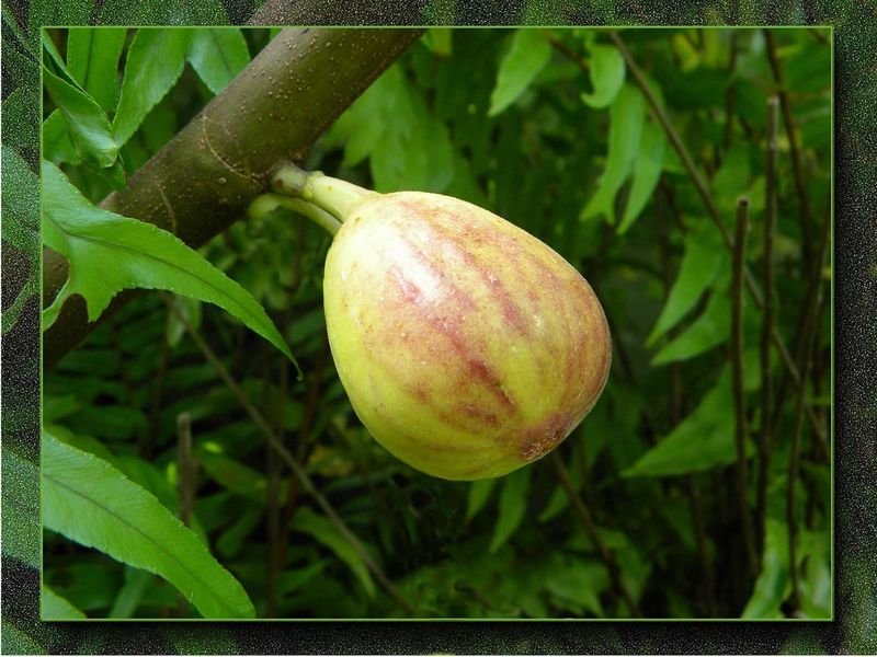 resources of Garcinia Kola (Bitter Kola) exporters