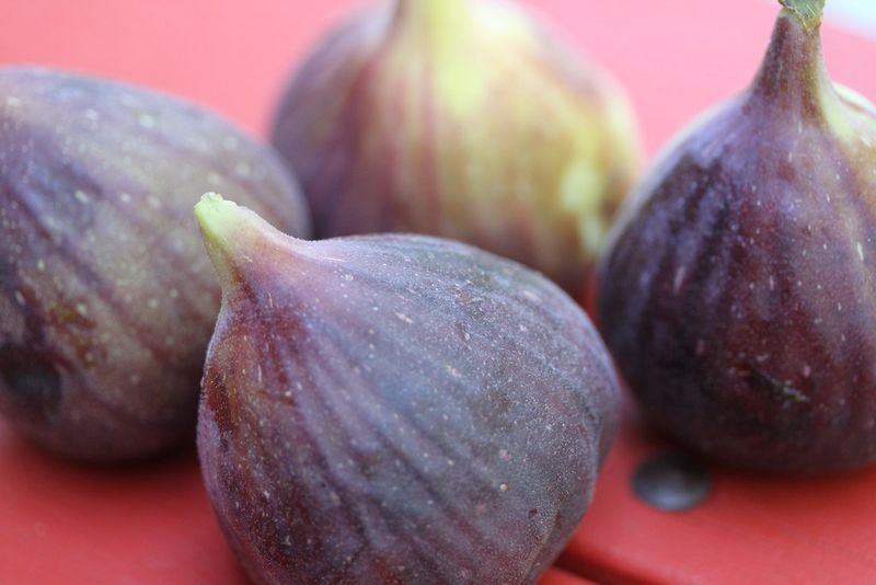 resources of Fig exporters
