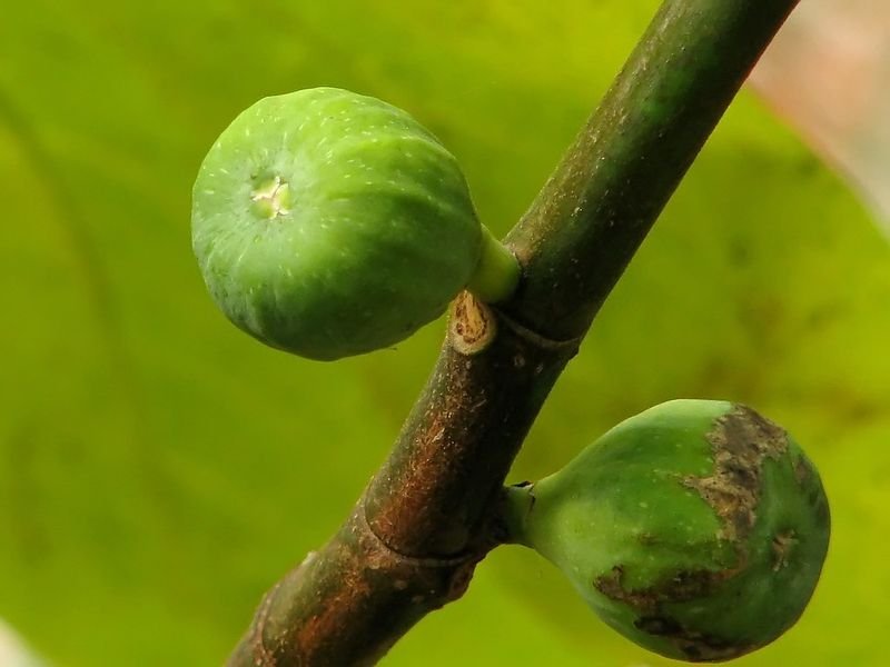 resources of Garcinia Cambogia exporters