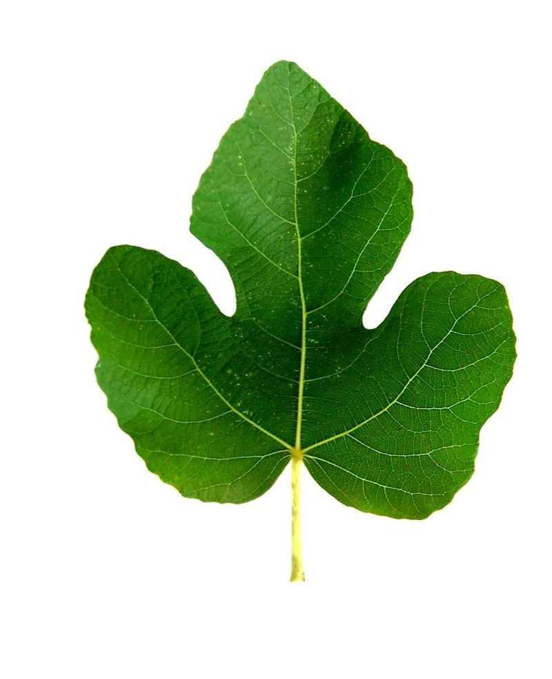resources of Lime Leaf exporters
