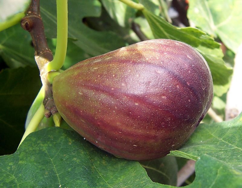 resources of Taro exporters