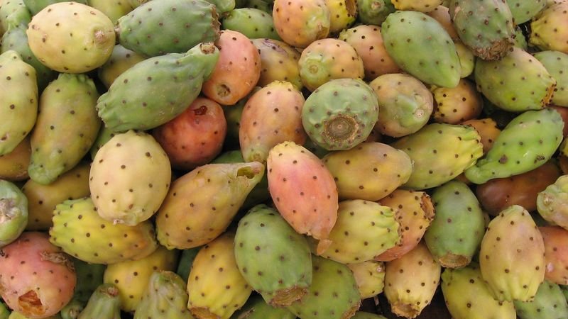 resources of Prickly pear seed oil exporters