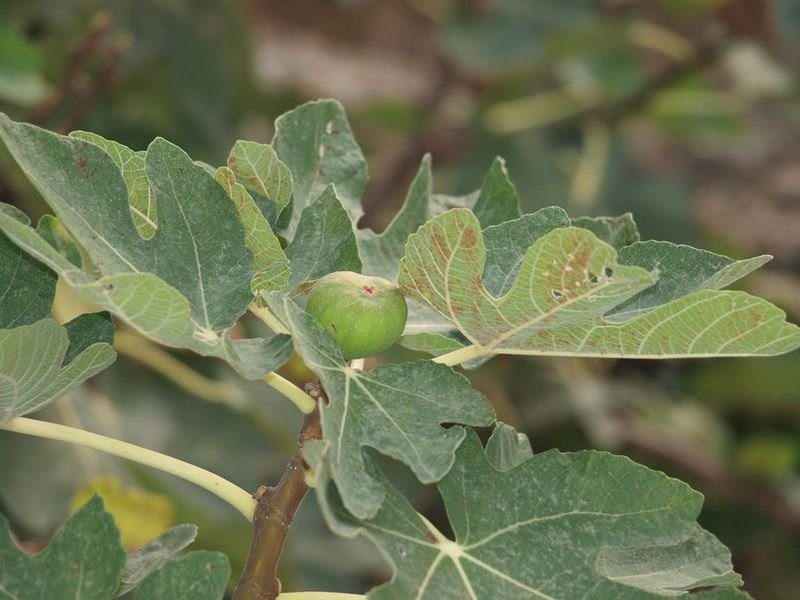 resources of Solanum Trilobatum exporters resources of Solanum Trilobatum exporters