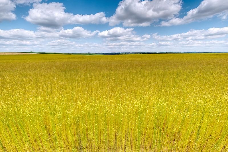 resources of Flax Seeds exporters