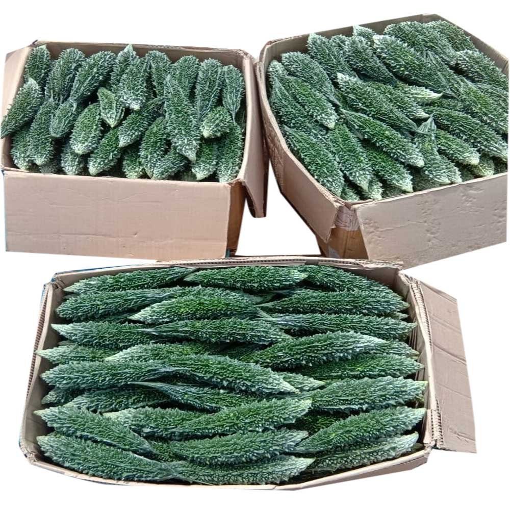 resources of Wholesale Artificial Cactus exporters
