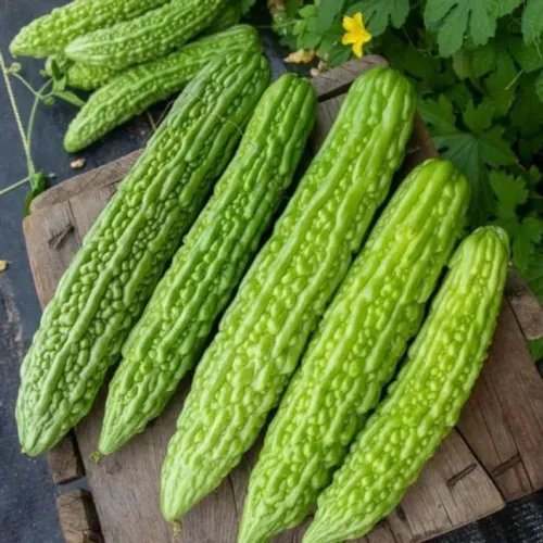 resources of Bitter Gourd exporters