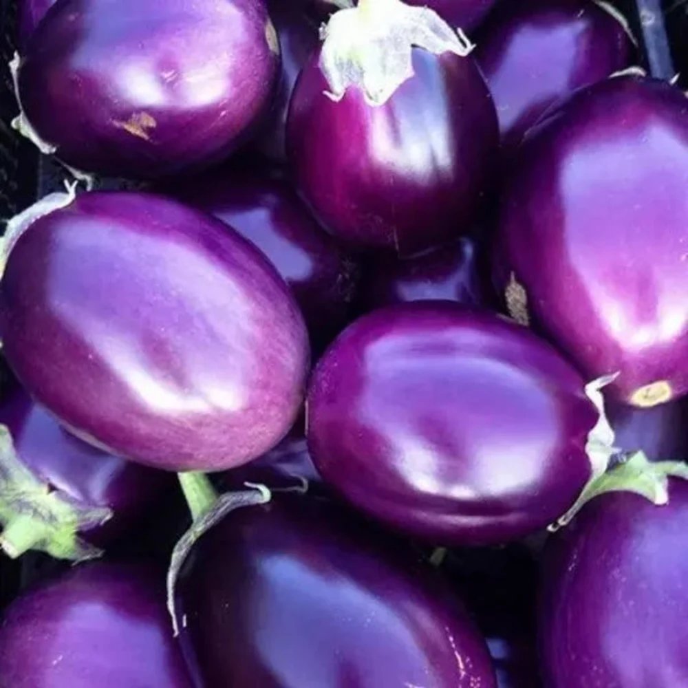 resources of Brinjal Oil exporters