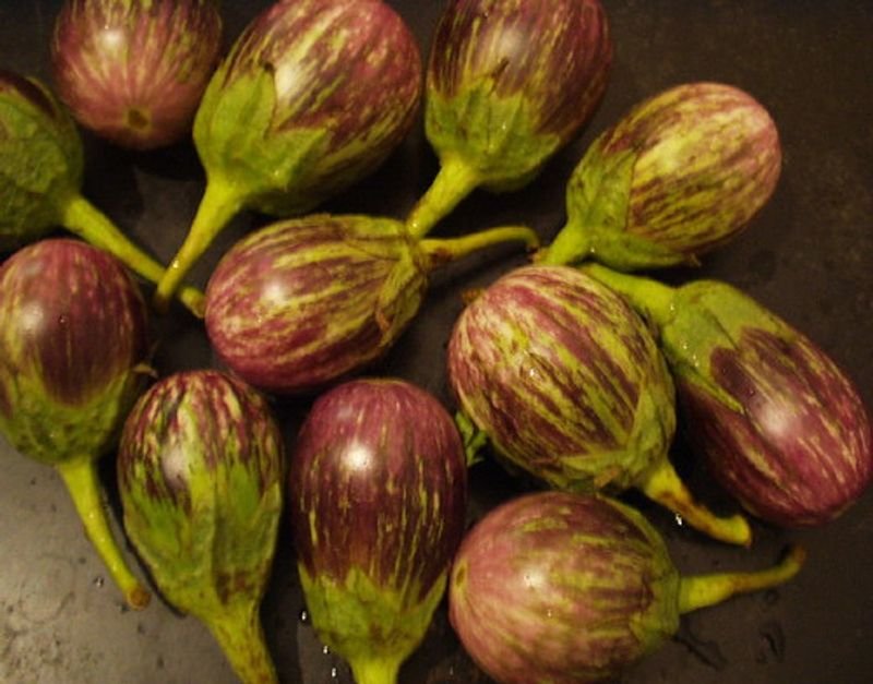 resources of Fresh Black Eggplant exporters resources of Fresh Black Eggplant exporters