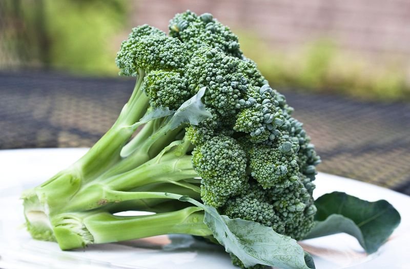 resources of Broccoli exporters
