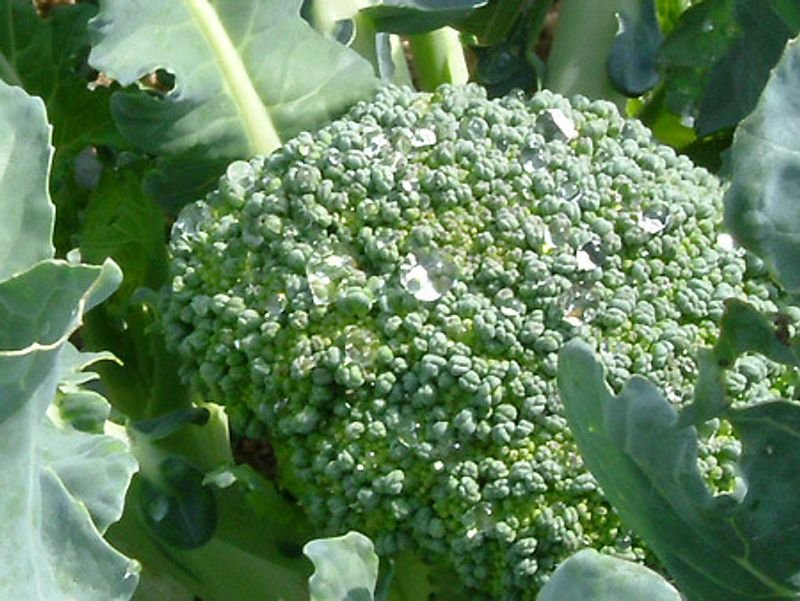 resources of Broccoli exporters