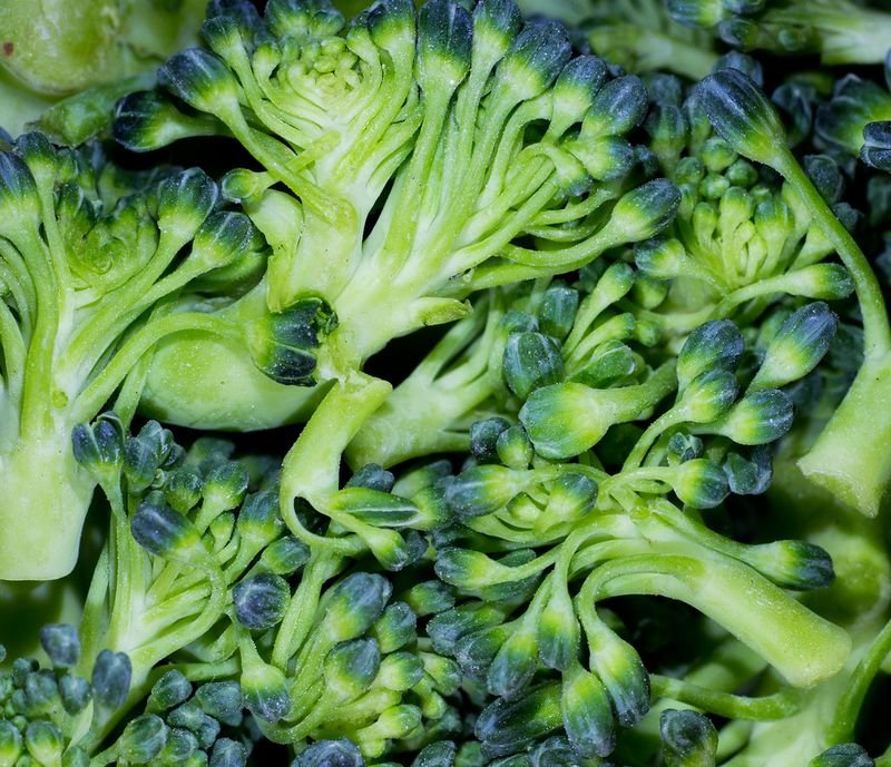 resources of Fresh Green Broccoli exporters