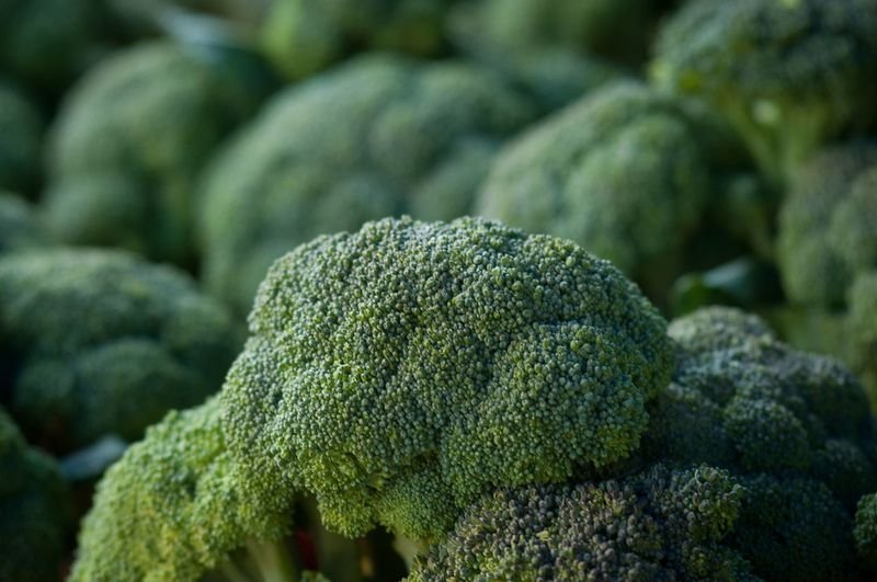 resources of Fresh Broccoli Worldwide Exporters Green exporters