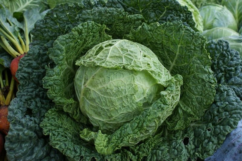 resources of Hybrid Cabbages exporters