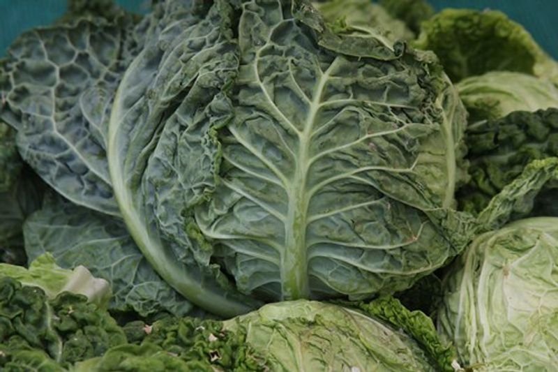 resources of Broccoli Seeds exporters