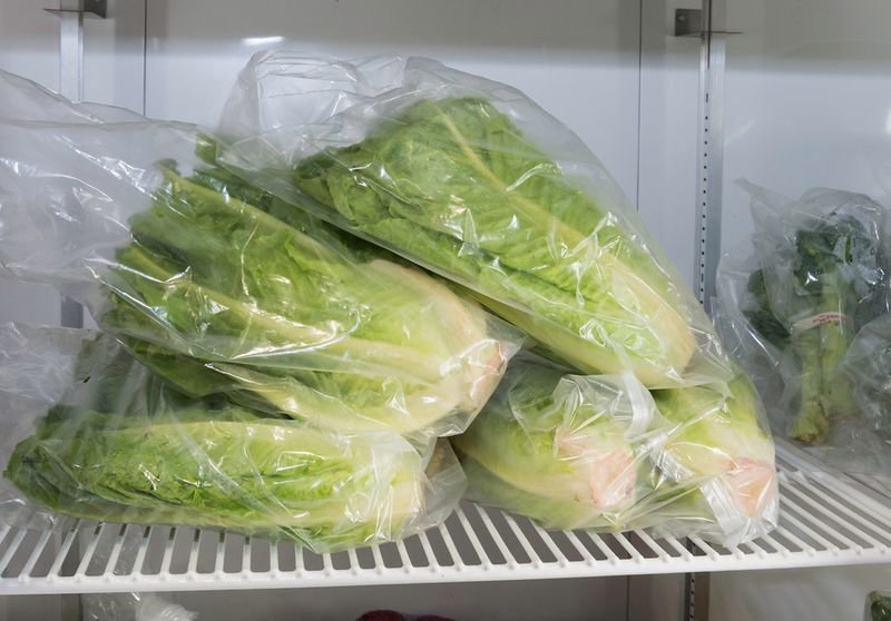 resources of Chinese Cabbage exporters
