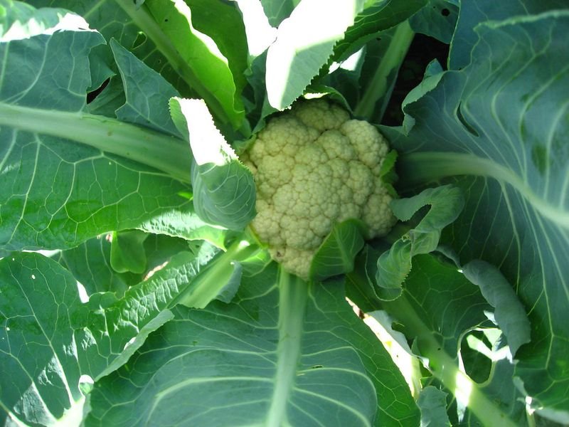resources of High Nutritious Fresh Broccoli exporters
