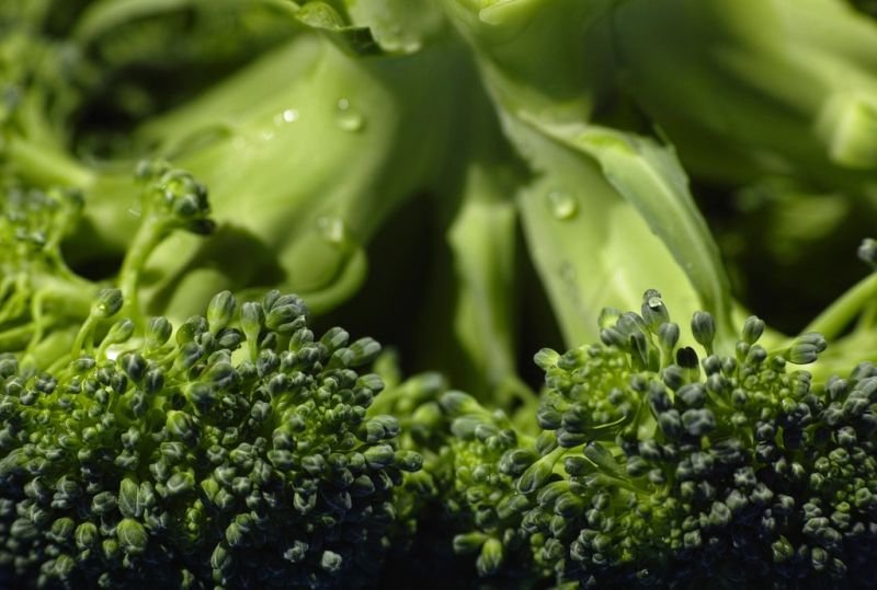 resources of Lettuce exporters