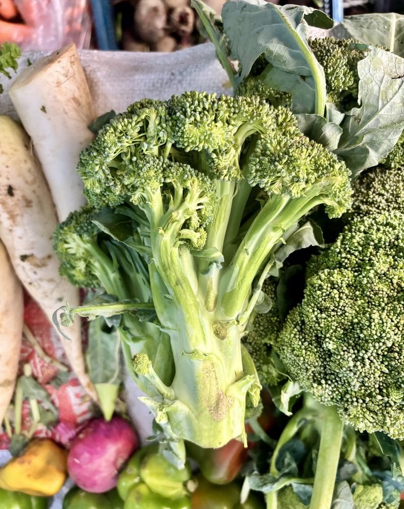 resources of Dehydratd broccoli exporters