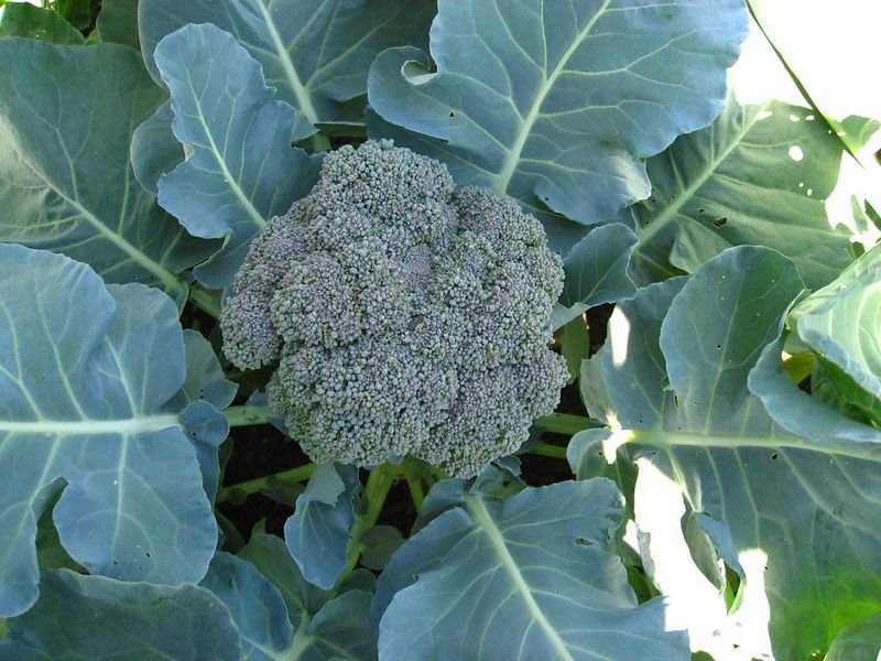 resources of Broccoli exporters