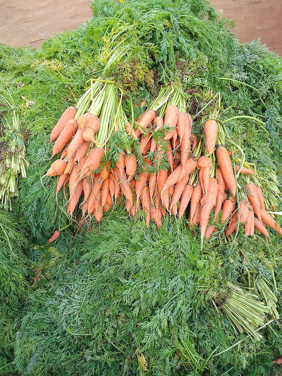Fresh Carrot Exporters, Wholesaler & Manufacturer | Globaltradeplaza.com