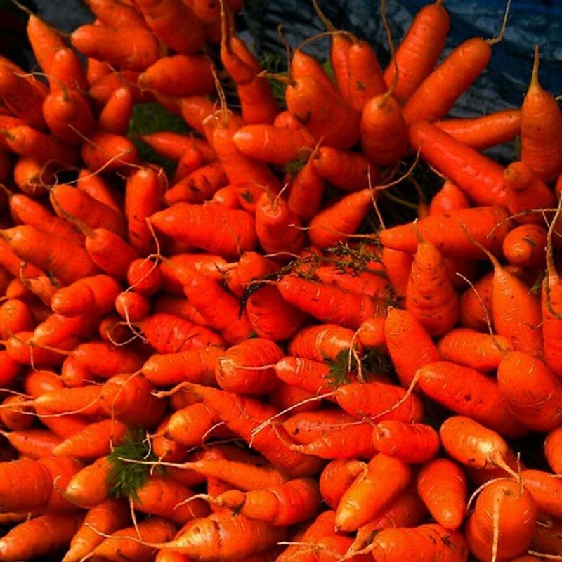 resources of Carrot exporters