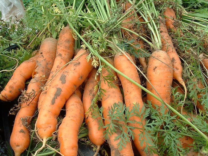 resources of Carrot exporters