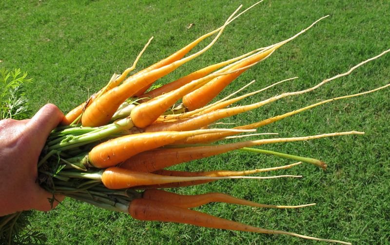 resources of Carrot exporters