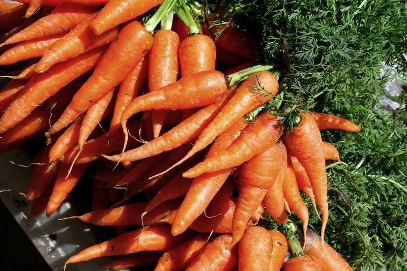 resources of Fresh carrot exporters
