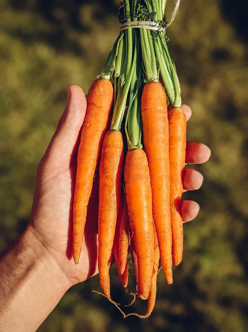 resources of Carrots exporters