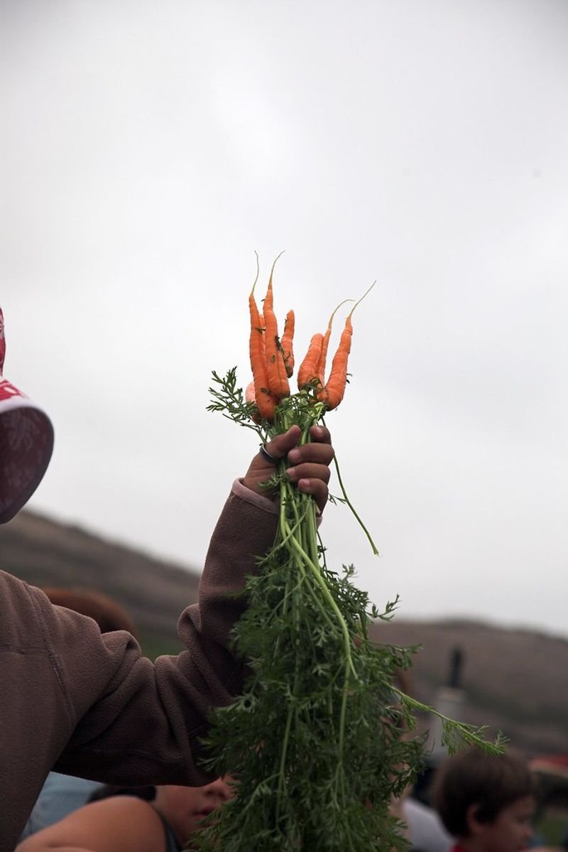 resources of Fresh Carrot exporters