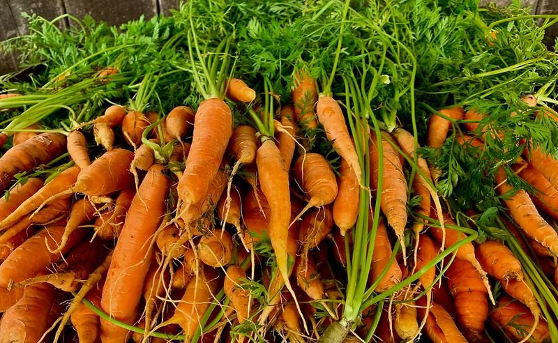 resources of Carrot exporters