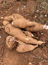 Fresh Cassava Exporters, Wholesaler & Manufacturer | Globaltradeplaza.com