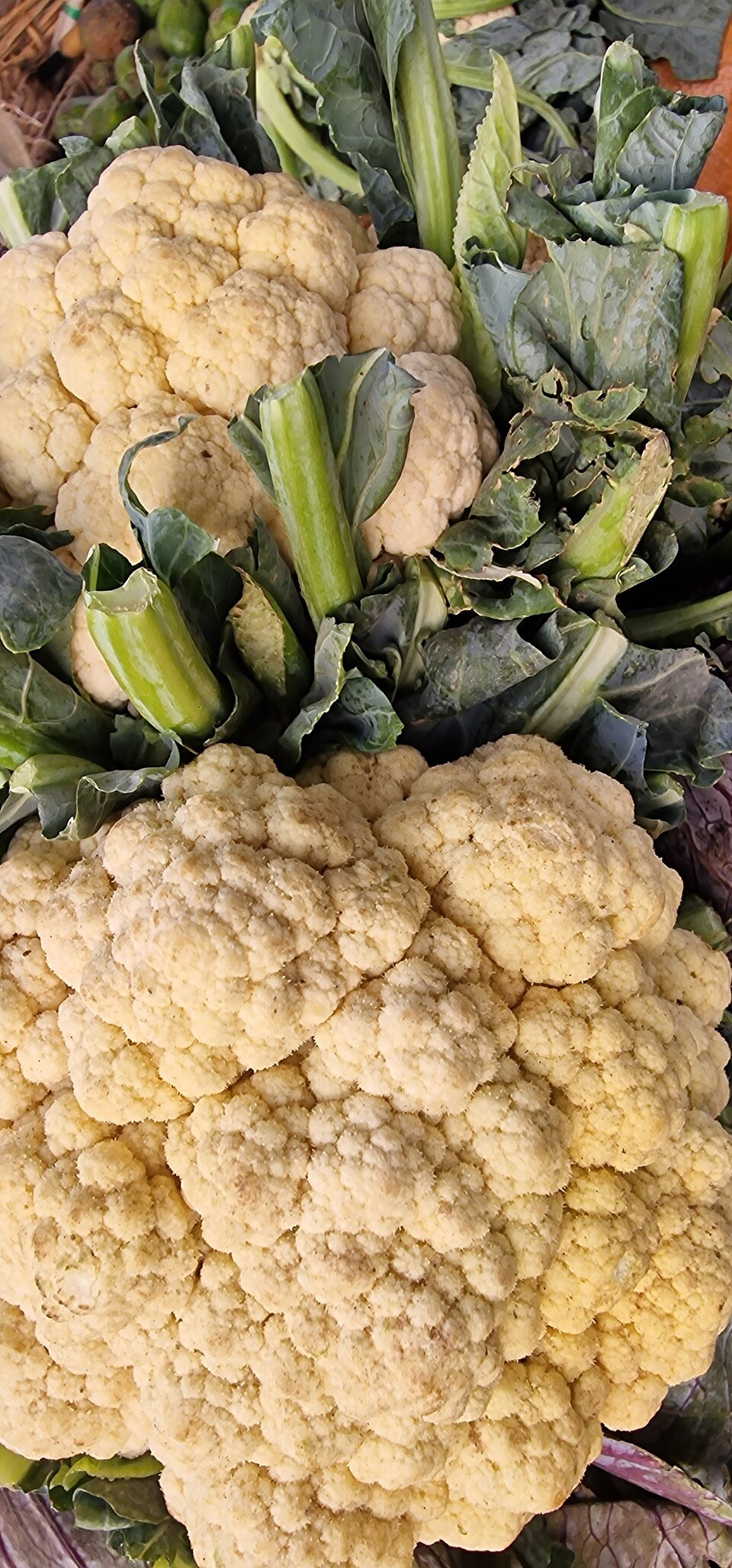 Fresh Cauliflower Exporters, Wholesaler & Manufacturer | Globaltradeplaza.com