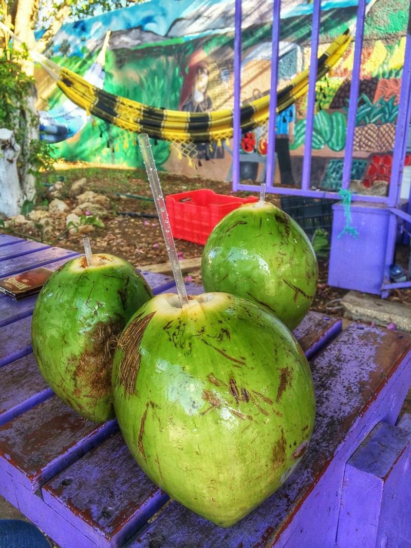 resources of Nata De Coco, Premium Of Fresh Coconut Water exporters resources of Nata De Coco, Premium Of Fresh Coconut Water exporters