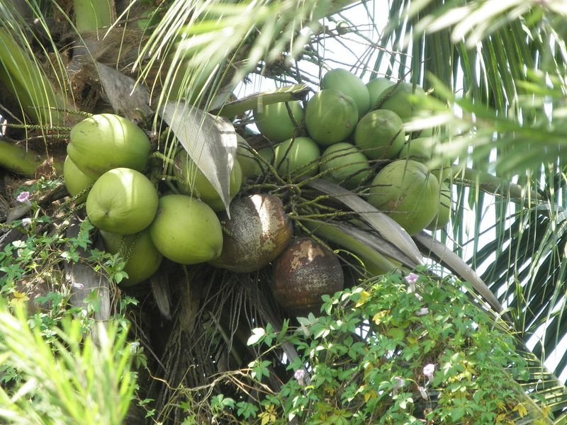 resources of Fresh Green Coconut/Tender exporters