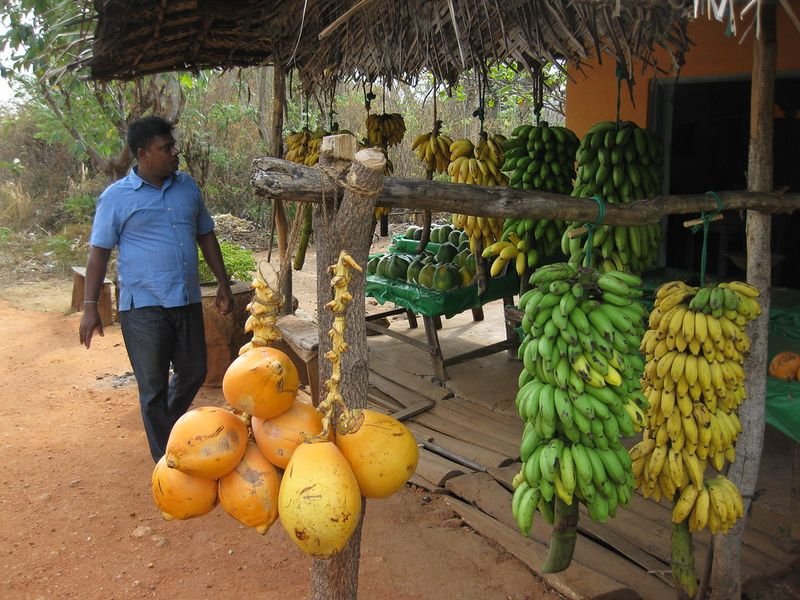 resources of Fresh Coconut exporters