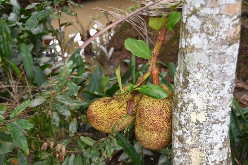 resources of Jackfruit exporters resources of Jackfruit exporters