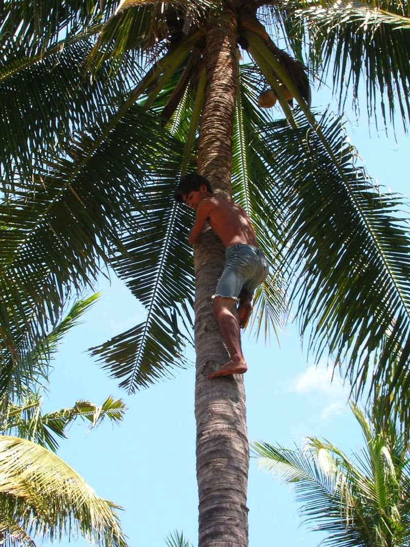 resources of Artificial Fake Coconut Palm Tree exporters
