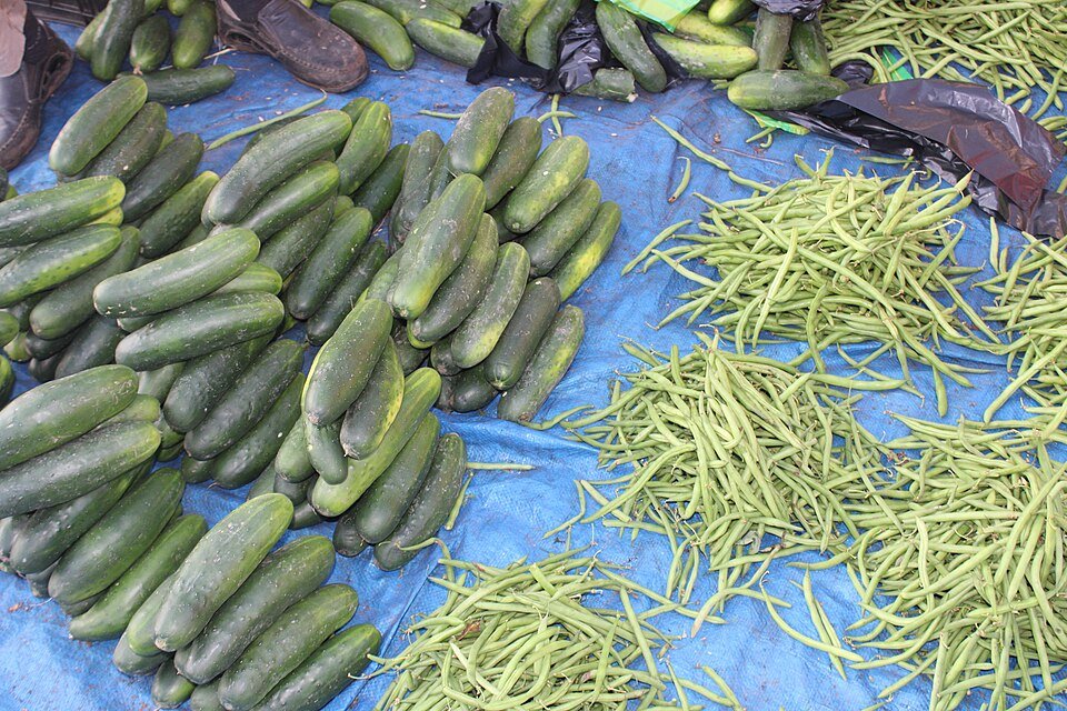 Fresh Cucumber Exporters, Wholesaler & Manufacturer | Globaltradeplaza.com