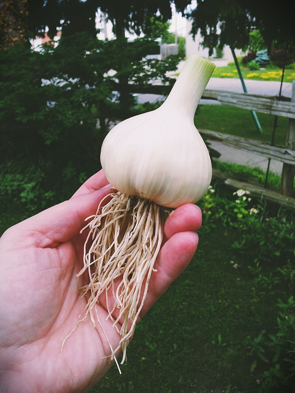 resources of Premium Peeled Garlic exporters