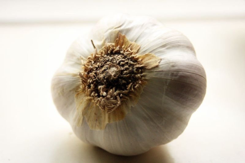 resources of Garlic exporters